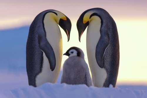 Места проживания различных видов пингвинов