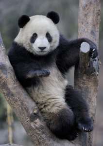 Где можно встретить панд в настоящее время?