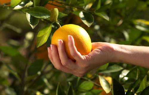 Апельсиновые секреты: воздействие на организм человека