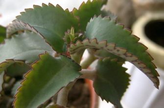 Каланхоэ — домашнее растение, способное помочь при насморке