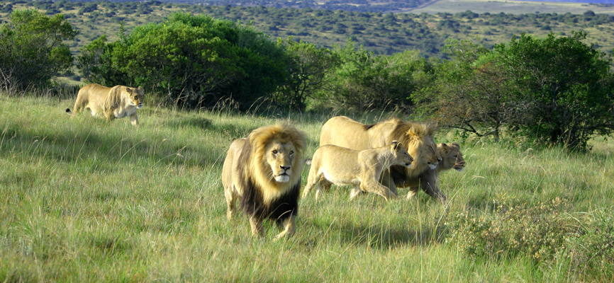 Места обитания львов в современном мире