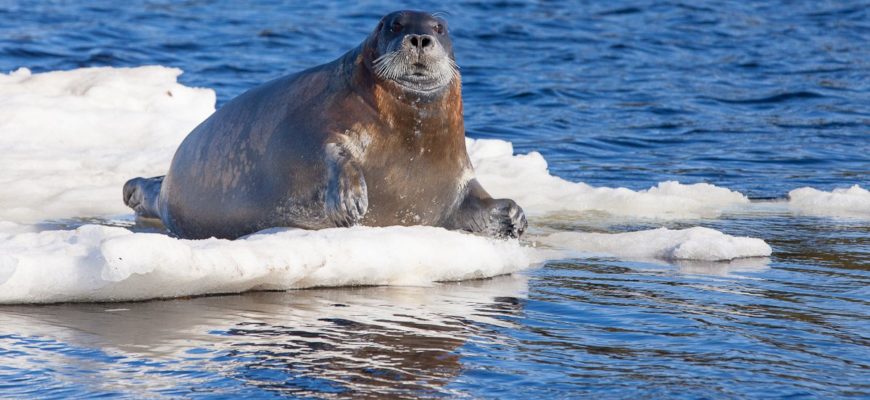 Места обитания тюлени