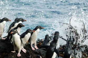 Места проживания различных видов пингвинов