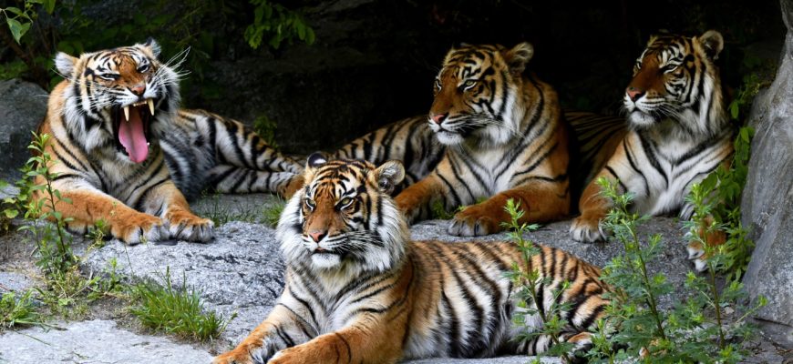 Изучение тигров