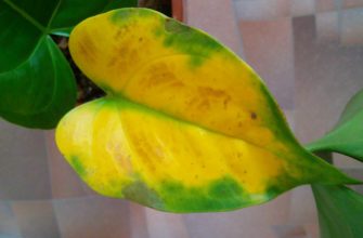 Желтые листья — просьба помощи от антуриума